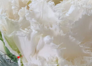 Mehr über den Artikel erfahren Wie ein Tumor dein Leben umstellt – Teil 1